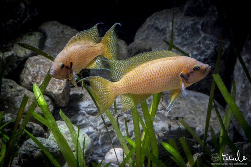 Neolamprologus helianthus